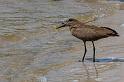 063 Botswana, Chobe NP, hamerkop